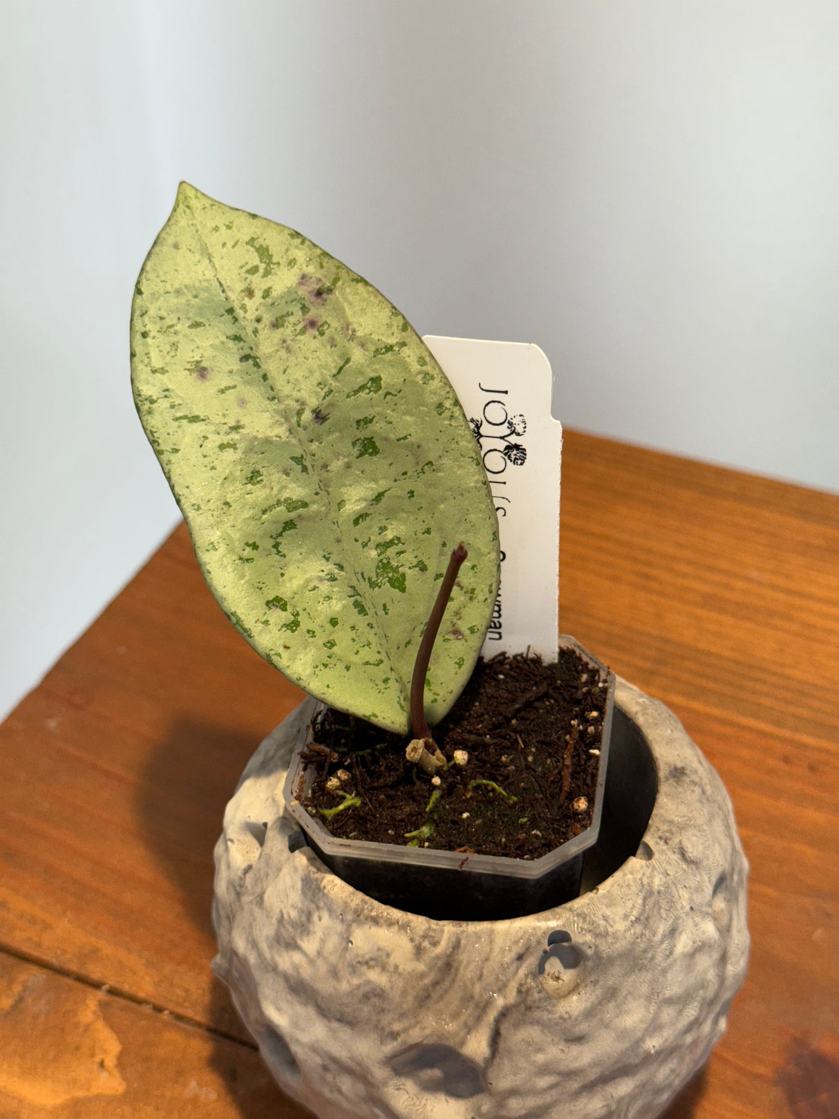 A-171 Hoya ‘Snowman’