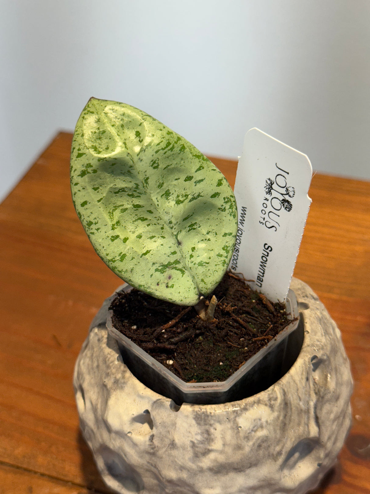 A-170 Hoya ‘Snowman’