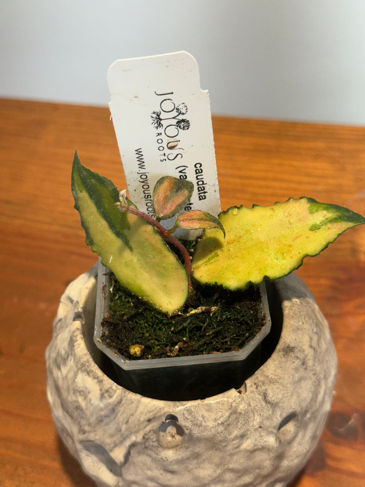 A-174 Hoya caudata (variegated)