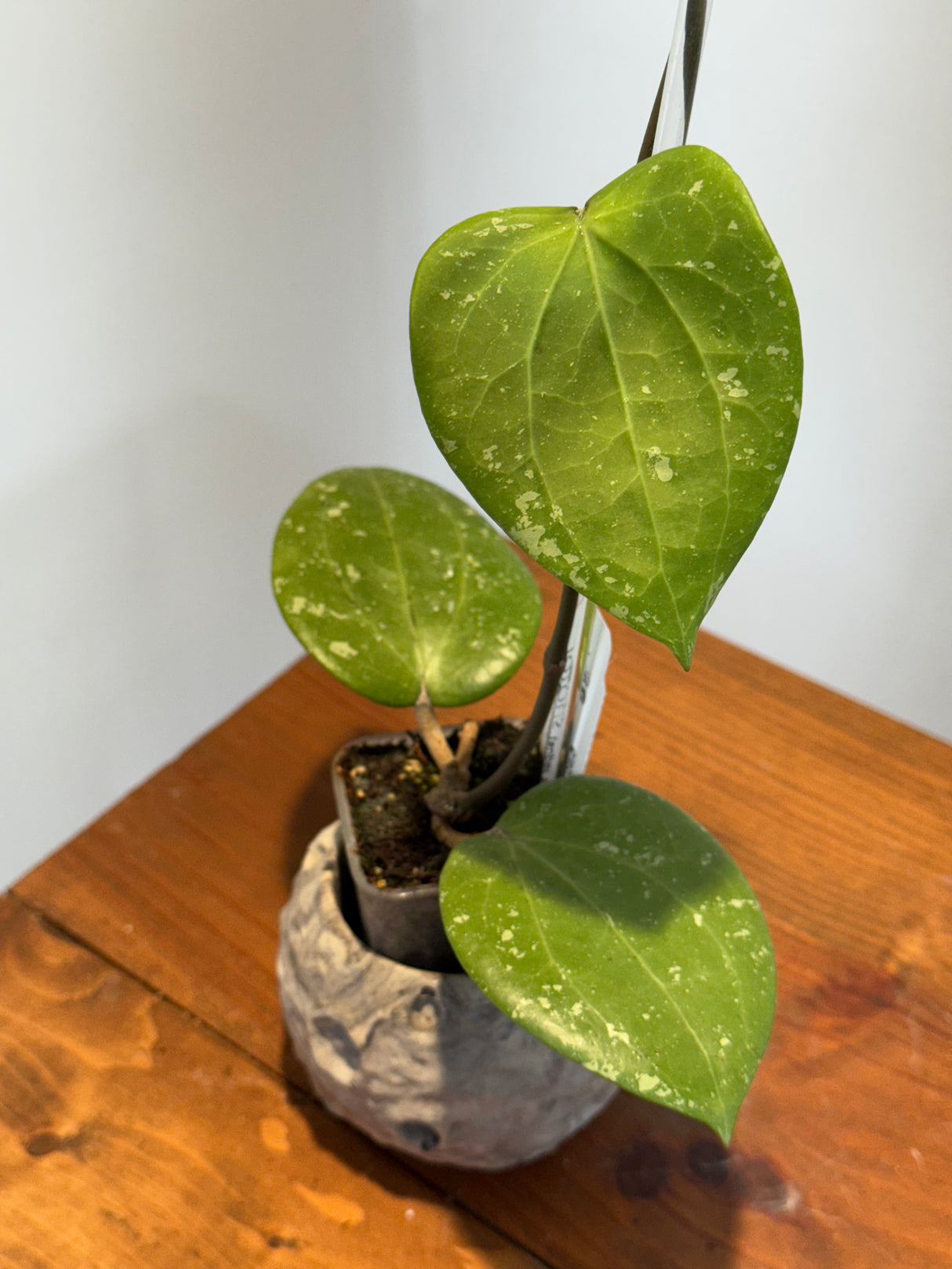 A-184 Hoya glabra (super splash)