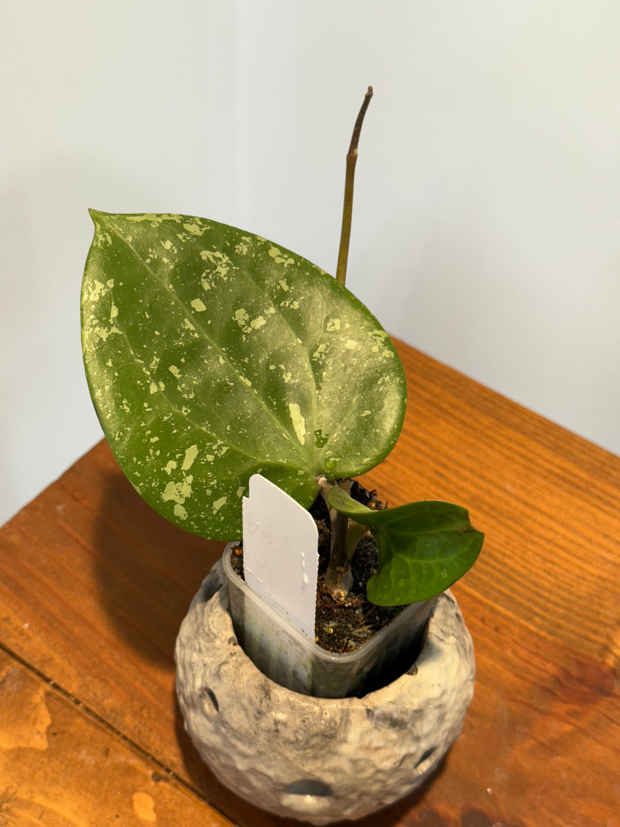 A-180 Hoya glabra (super splash)