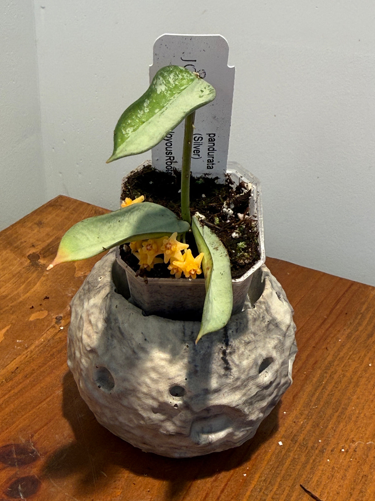 A-844 pandurata (Silver)