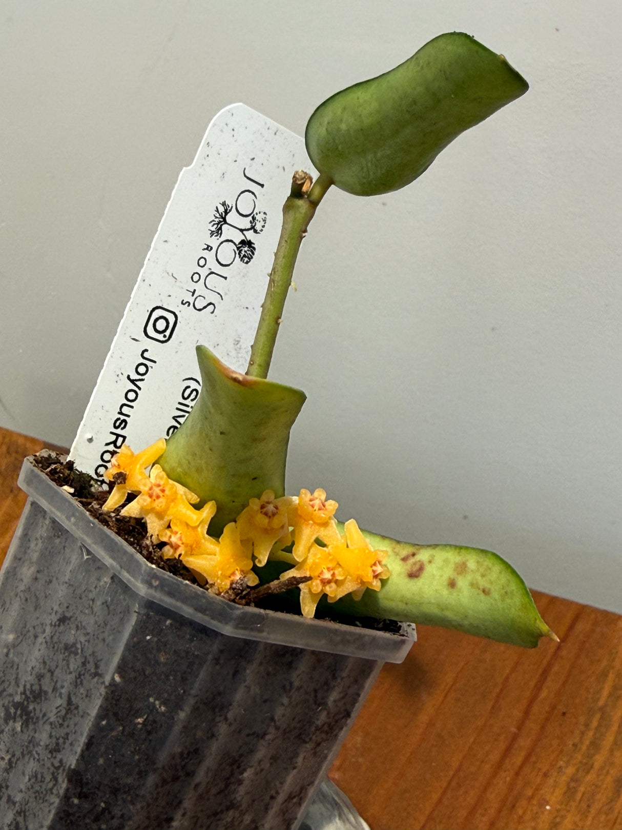 A-844 pandurata (Silver)