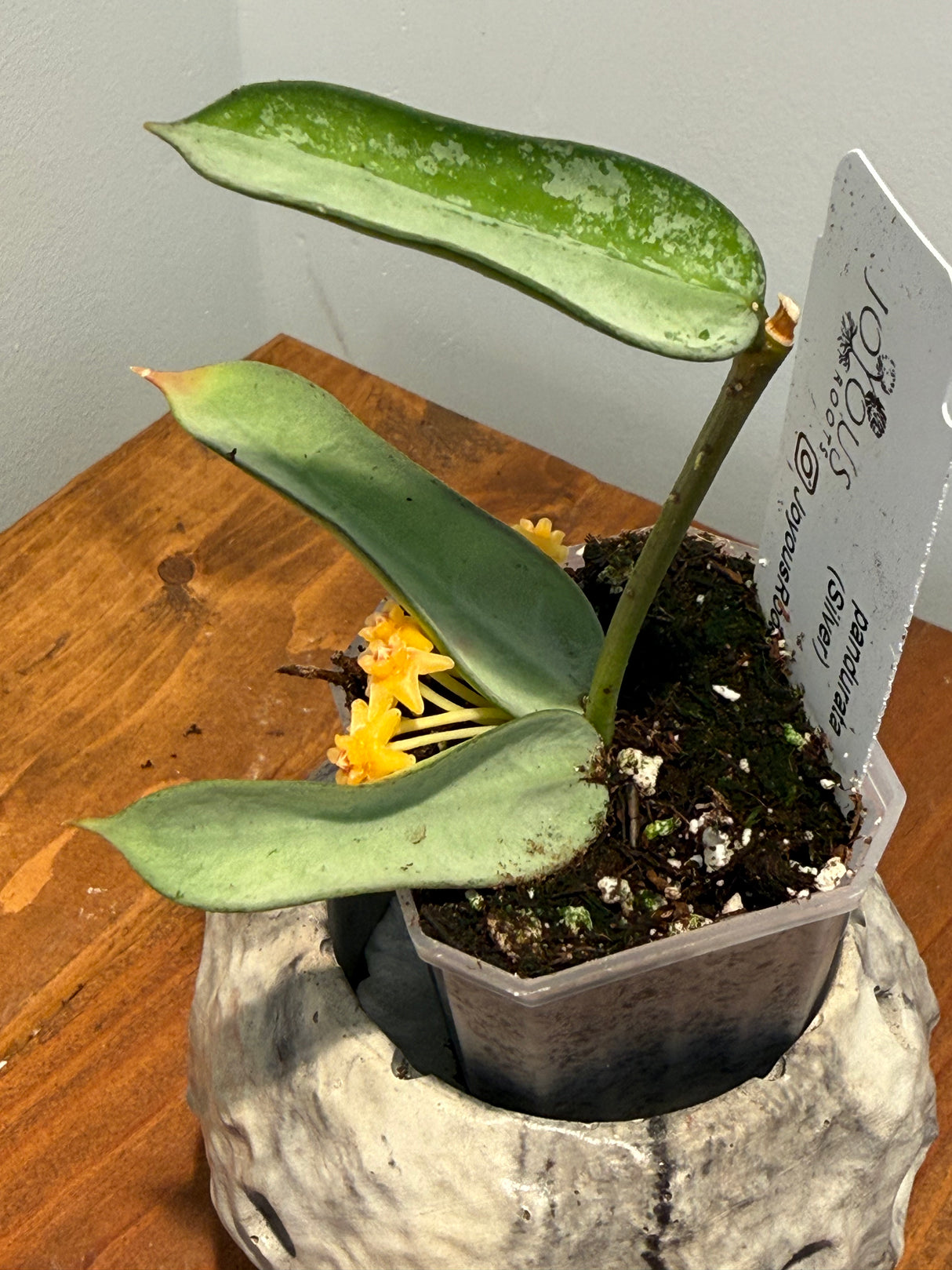 A-844 pandurata (Silver)