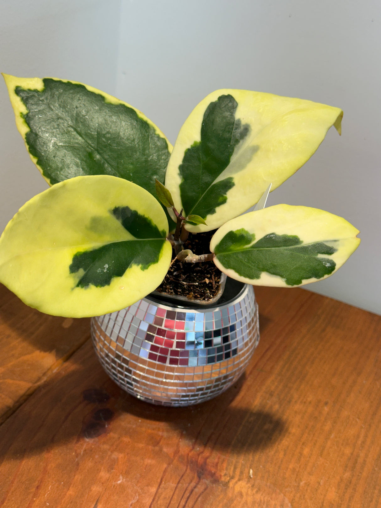 A-164 Hoya Ilagorium (albomarginata)