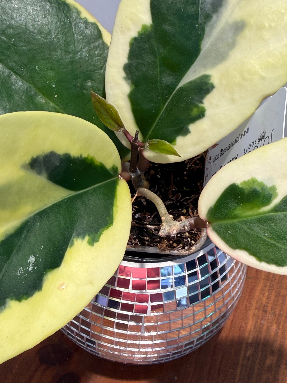 A-164 Hoya Ilagorium (albomarginata)