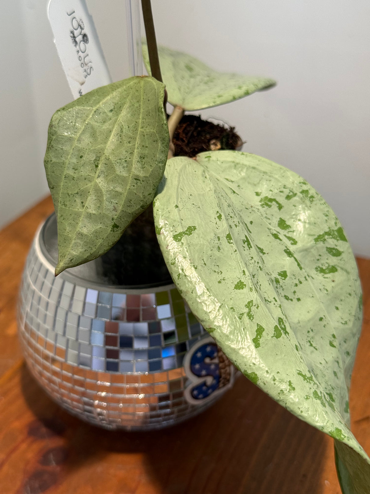 A-836 Glabra (Gin, silver)