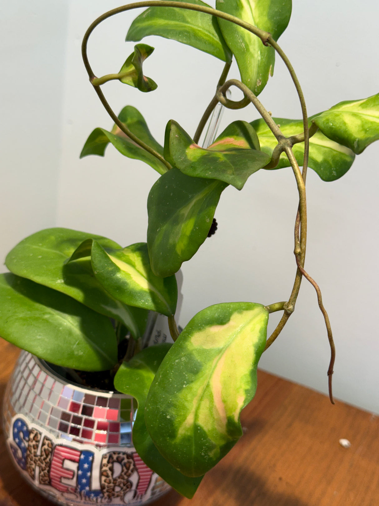 A-168 Hoya mindorensis ‘Purple Star’