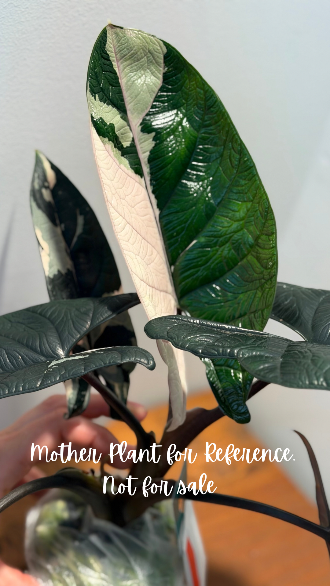 Alocasia Scalprum Albo
