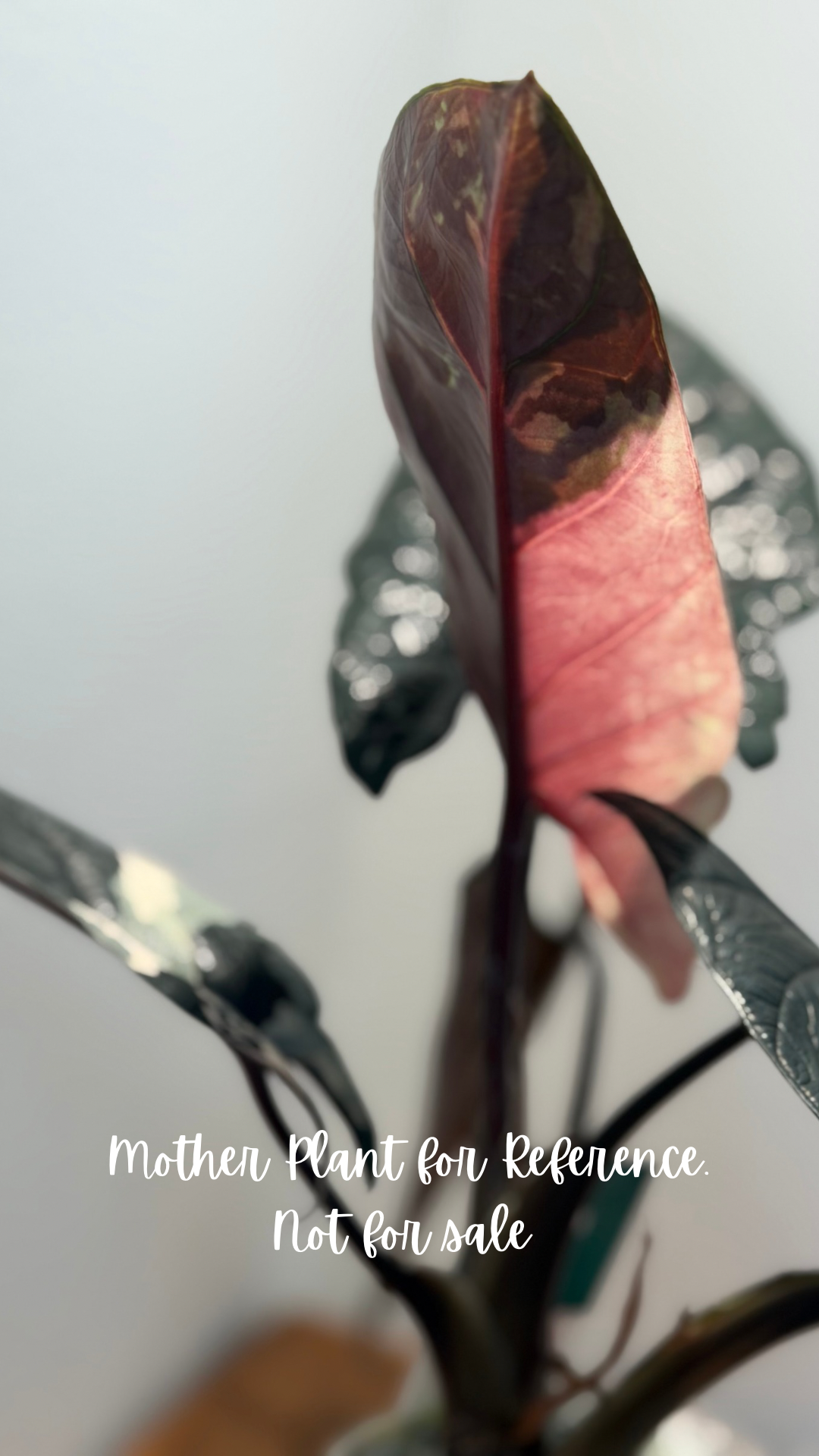 Alocasia Scalprum Albo