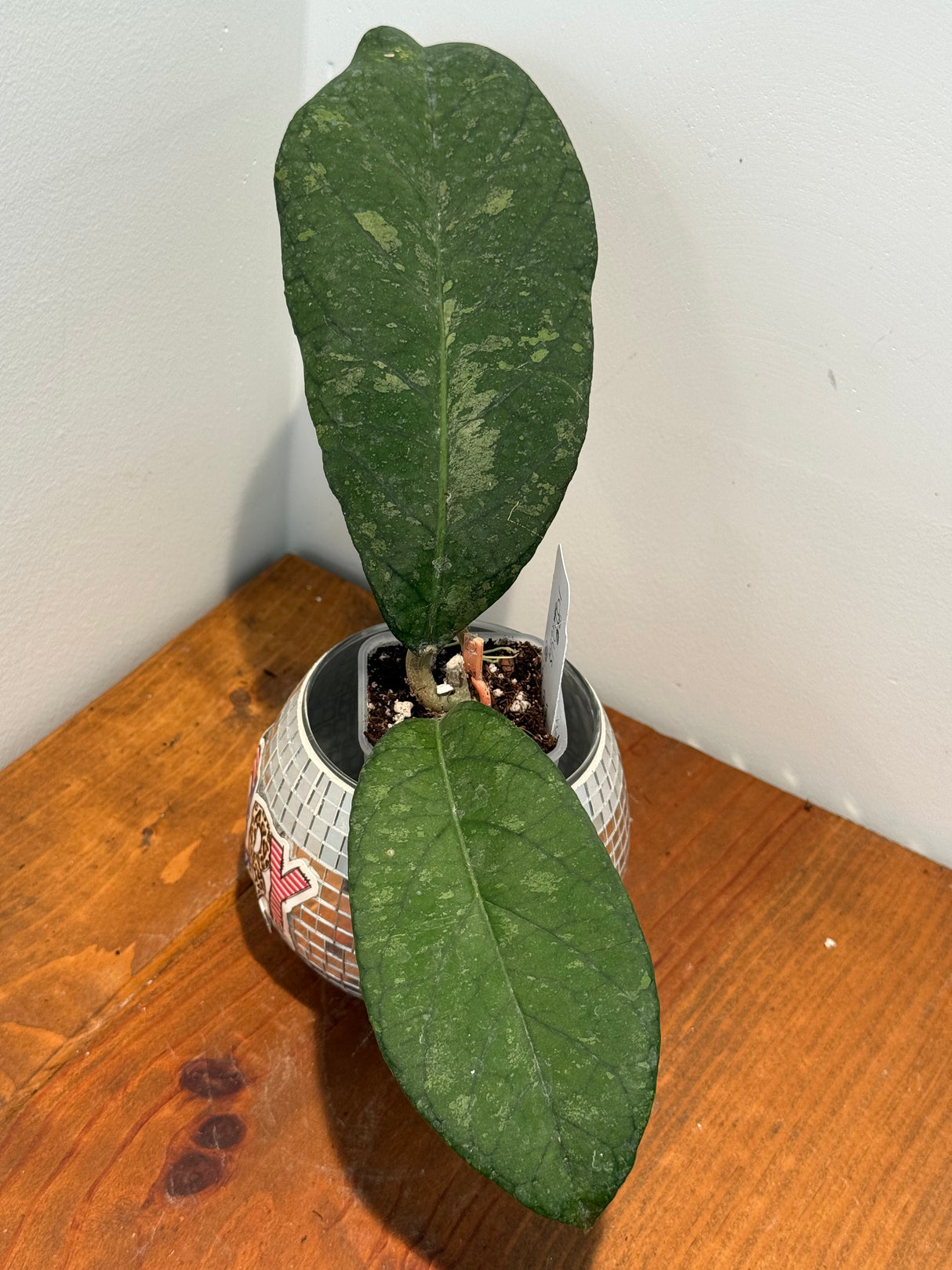 C-116 vitellinoides (DD00142)