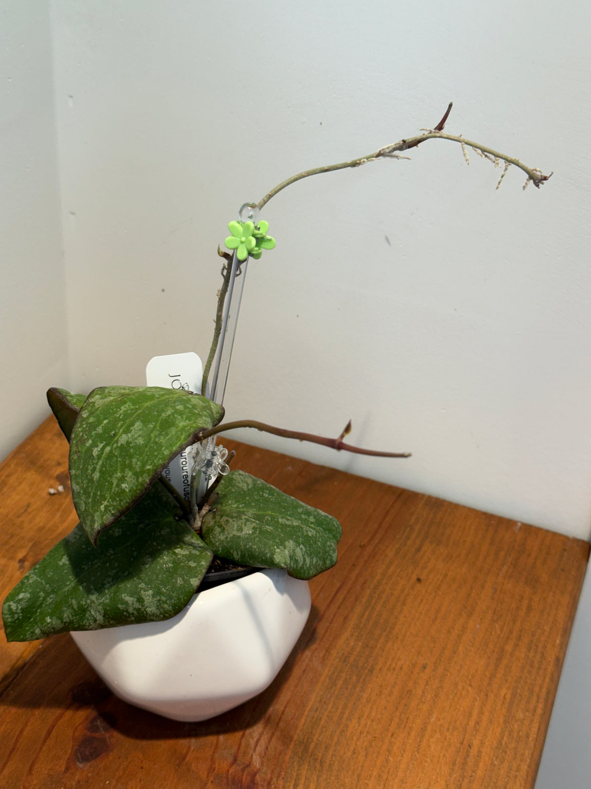 B-421 imbricata x purpureofusca