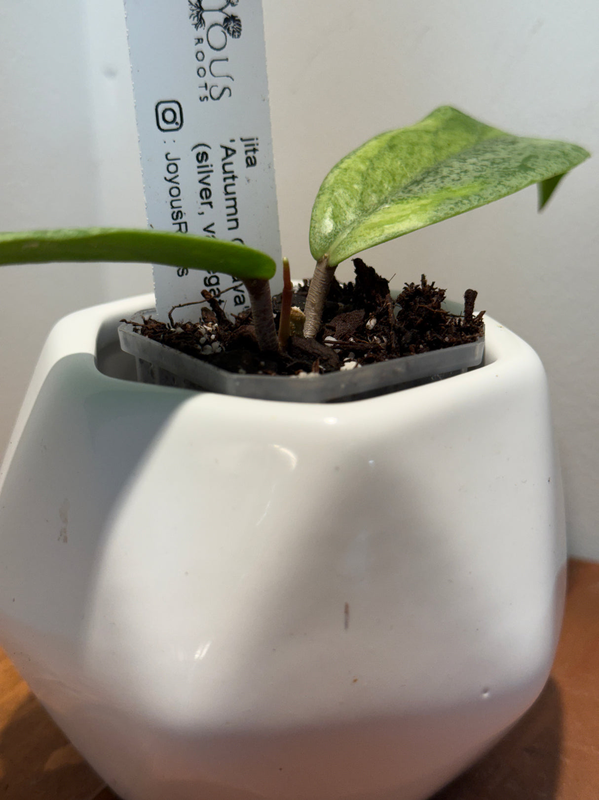 C-310 jita ‘Autumn Guava’ (silver, variegated)