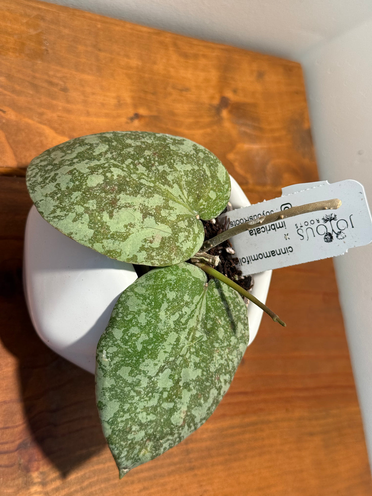 C-421 cinnamomifolia x imbricata
