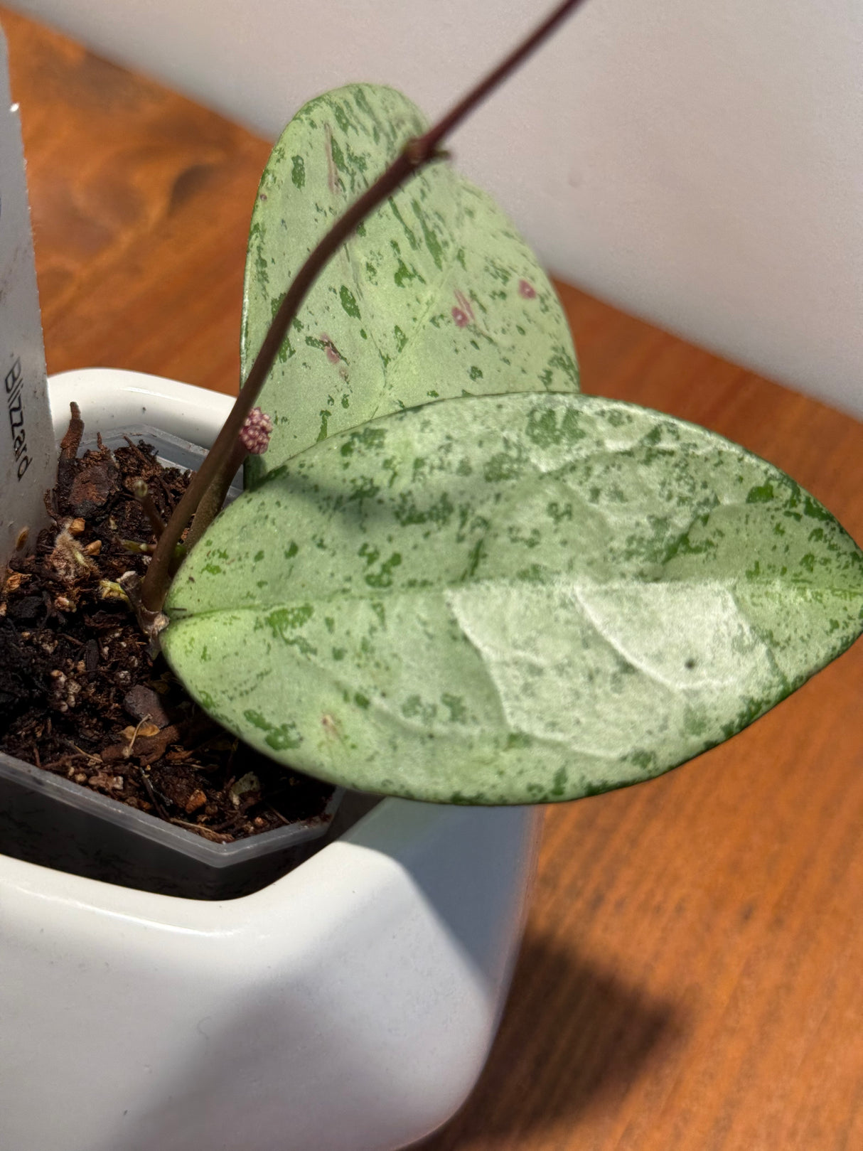 C-424 ‘Blizzard’ (Crassipetiolata x Michele)