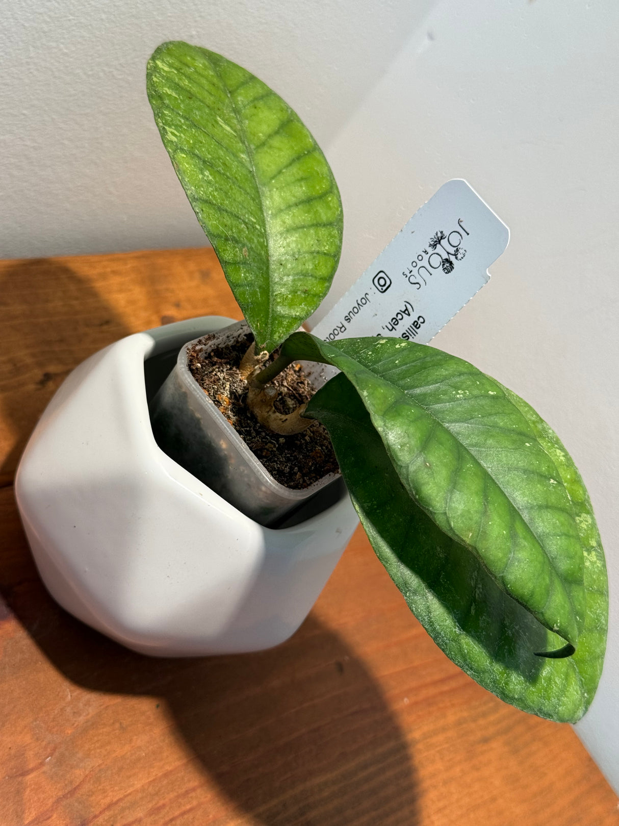 B-597 Callistophylla (Aceh, splash)