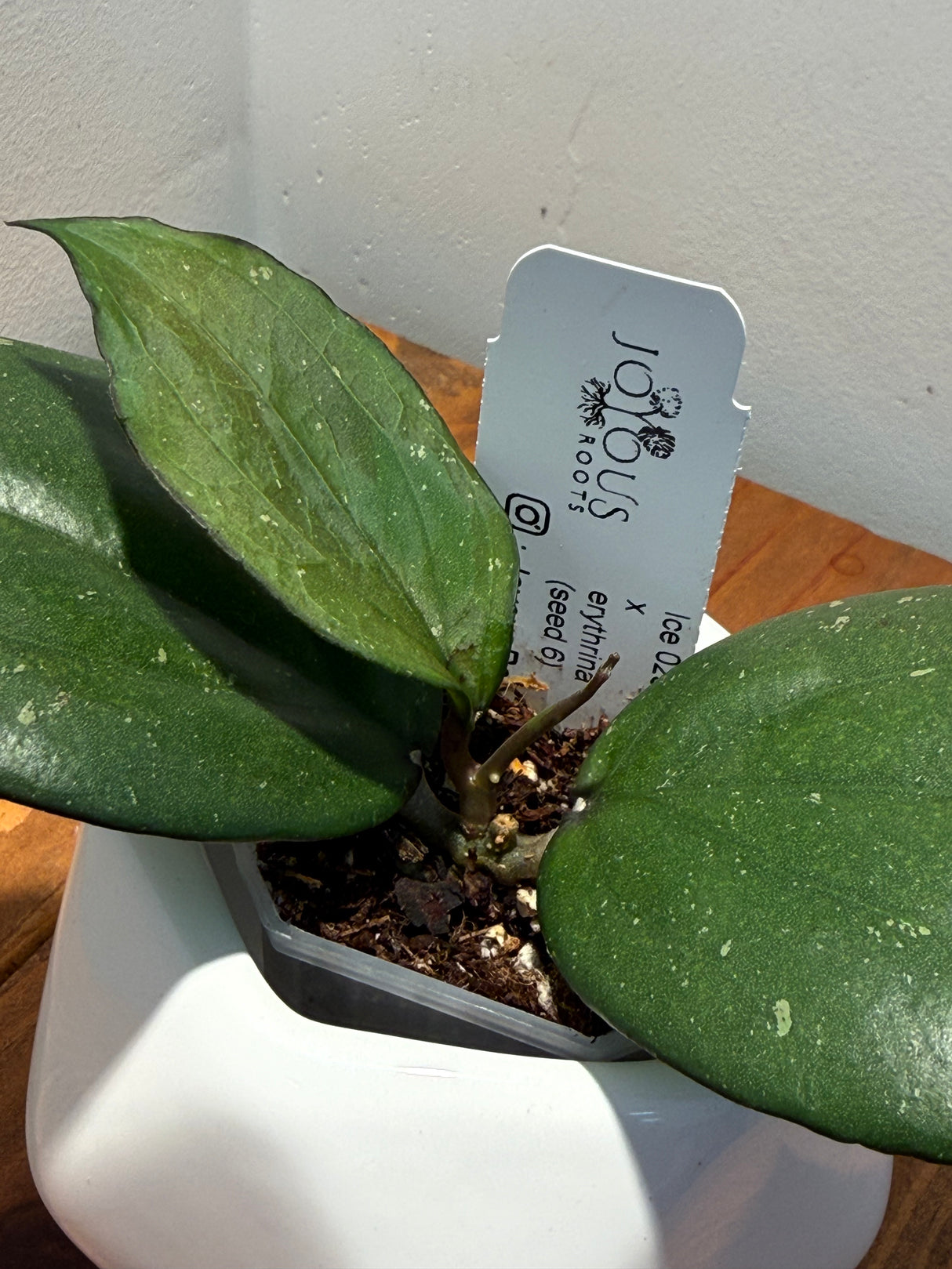 C-109 Ice023 x erythrina (seed 6)