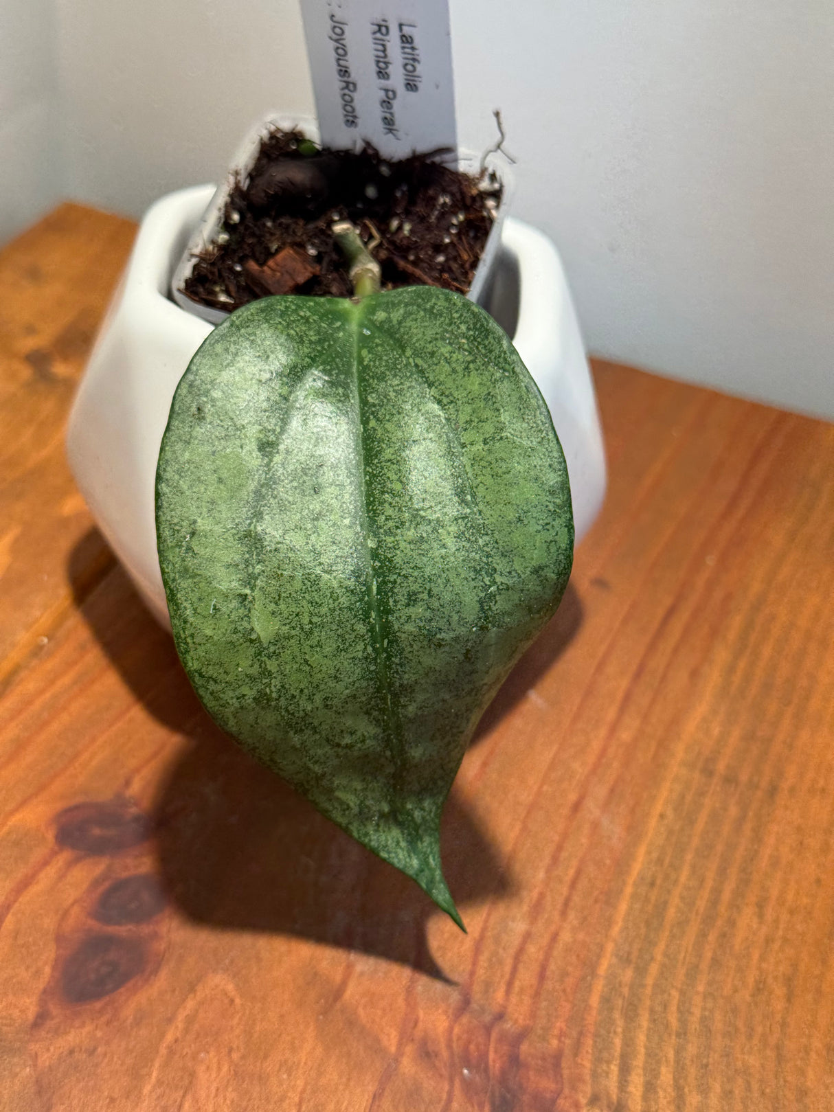 C-430 Latifolia ‘Rimba Perak’