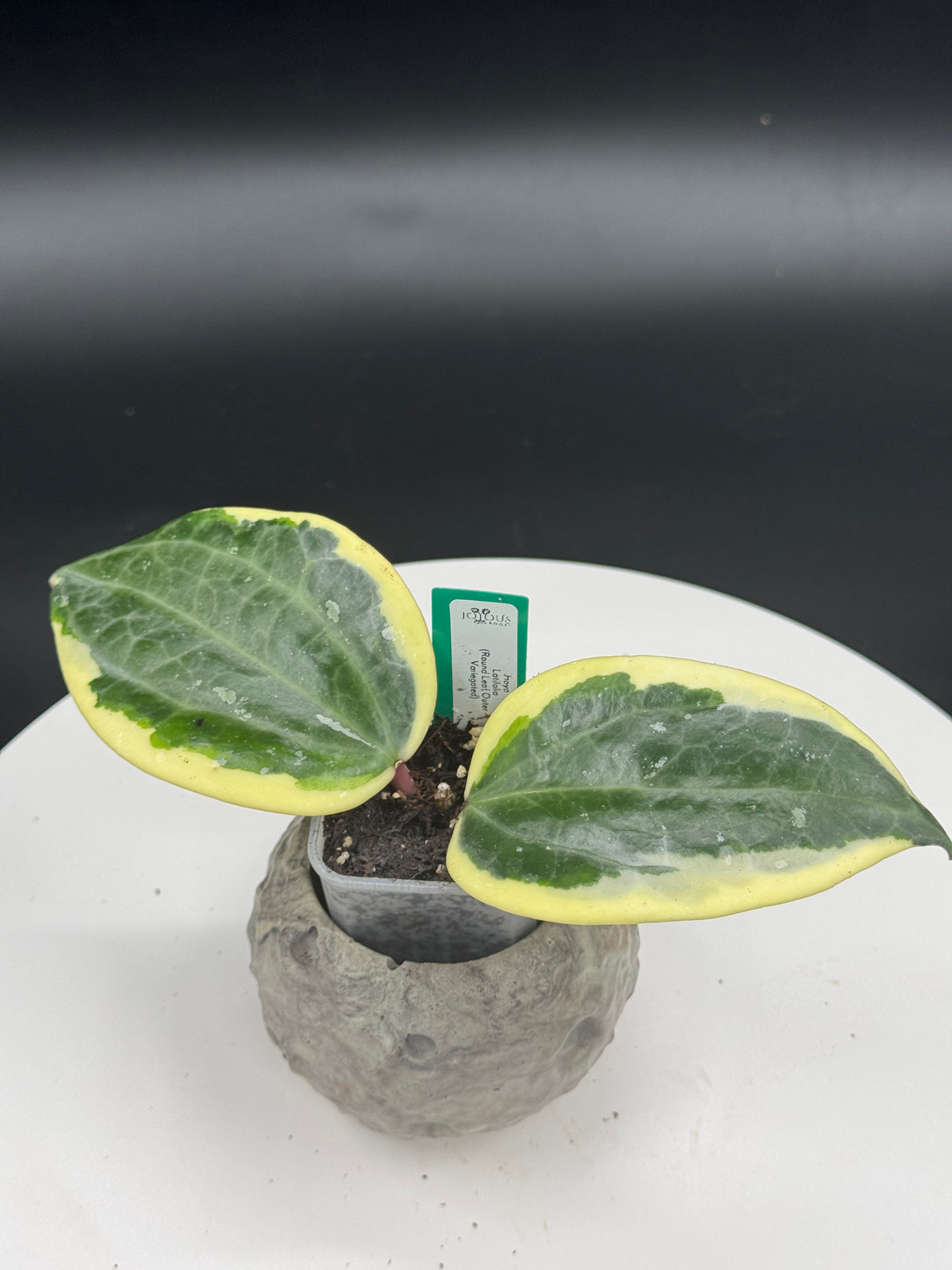 Hoya latifolia (Round Leaf Outer Variegated)