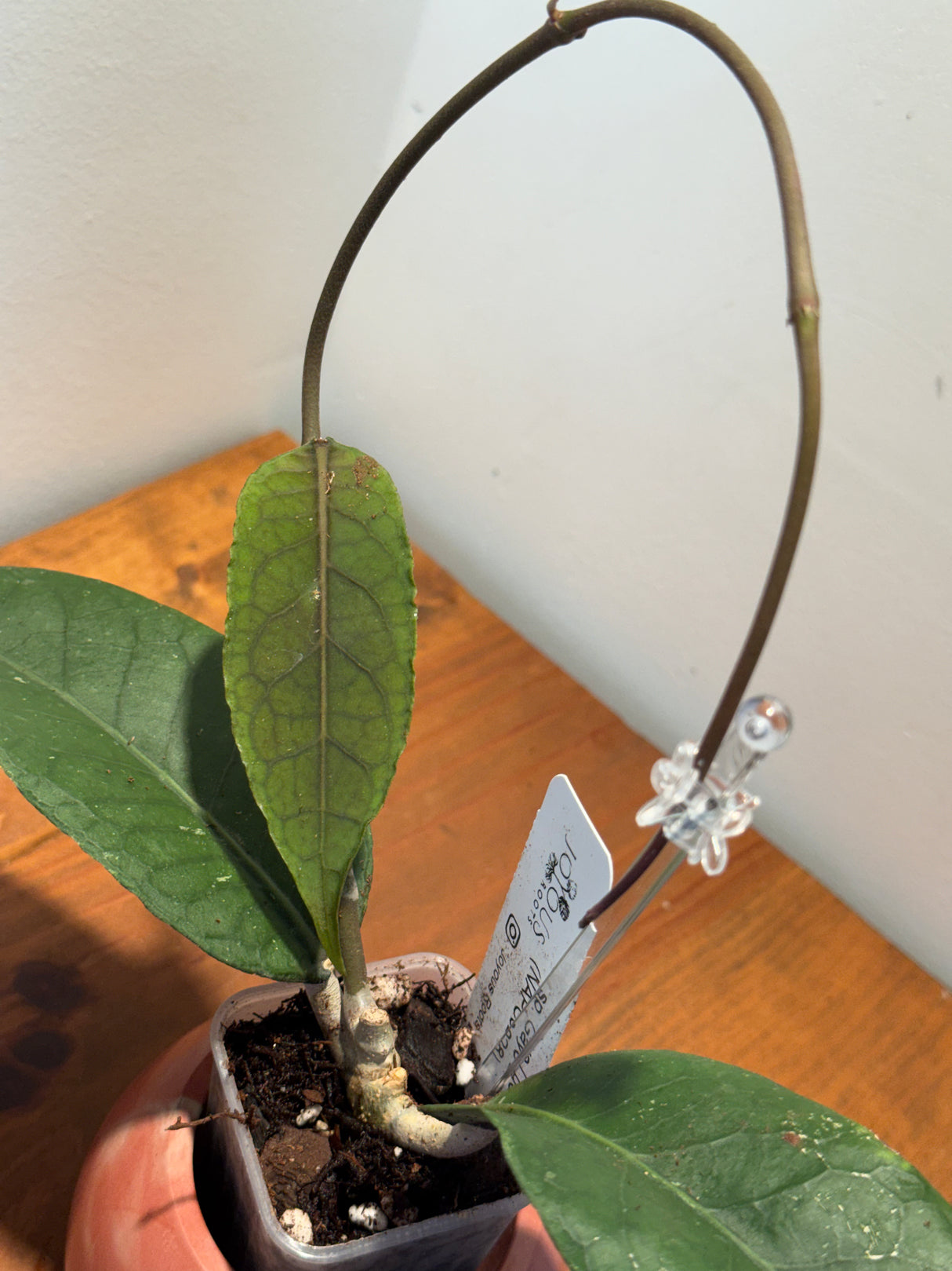 B-882 sp. Gayo Lues (NAPC028)