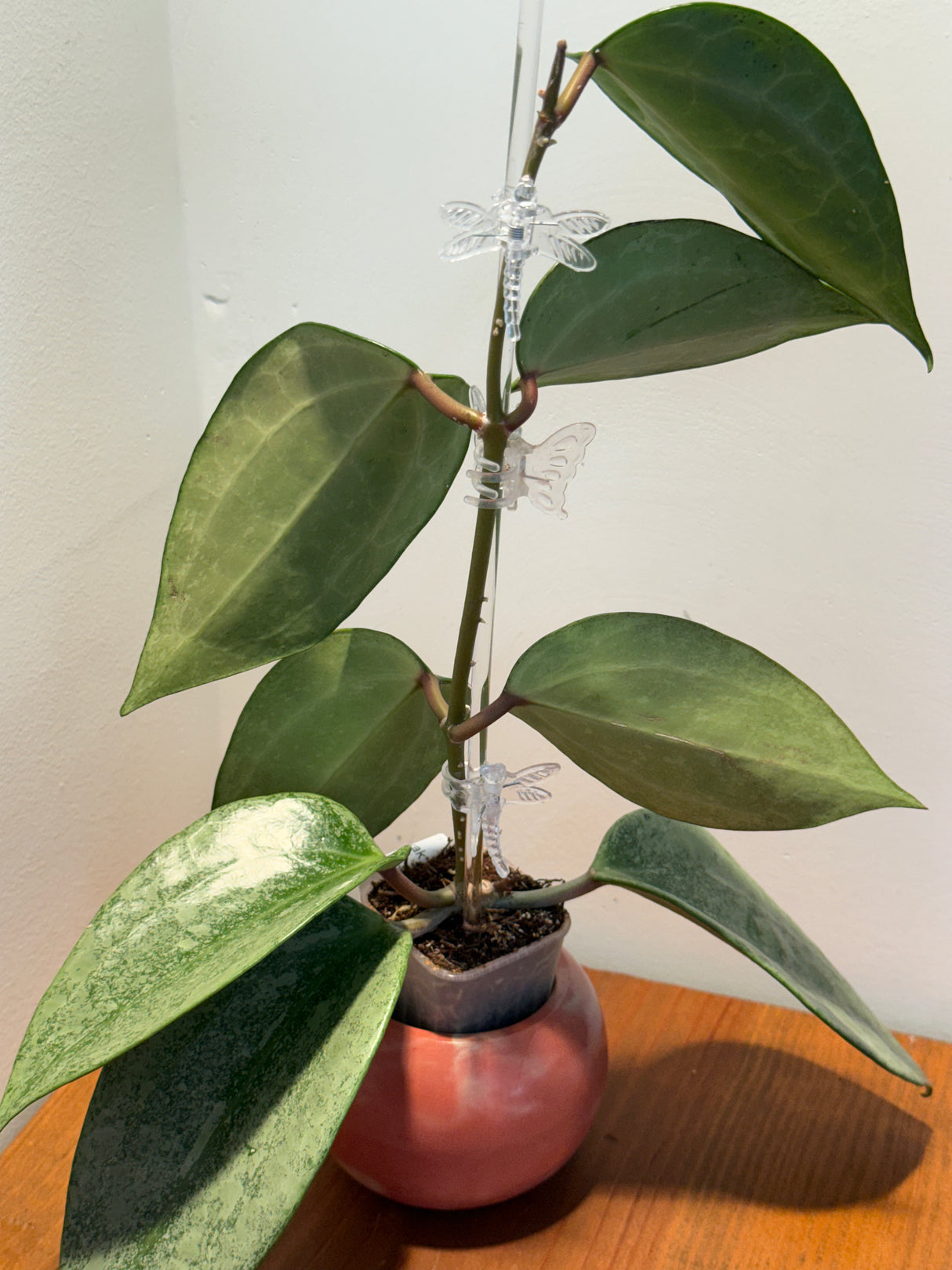 A-896 latifolia ‘Rimba Perak’