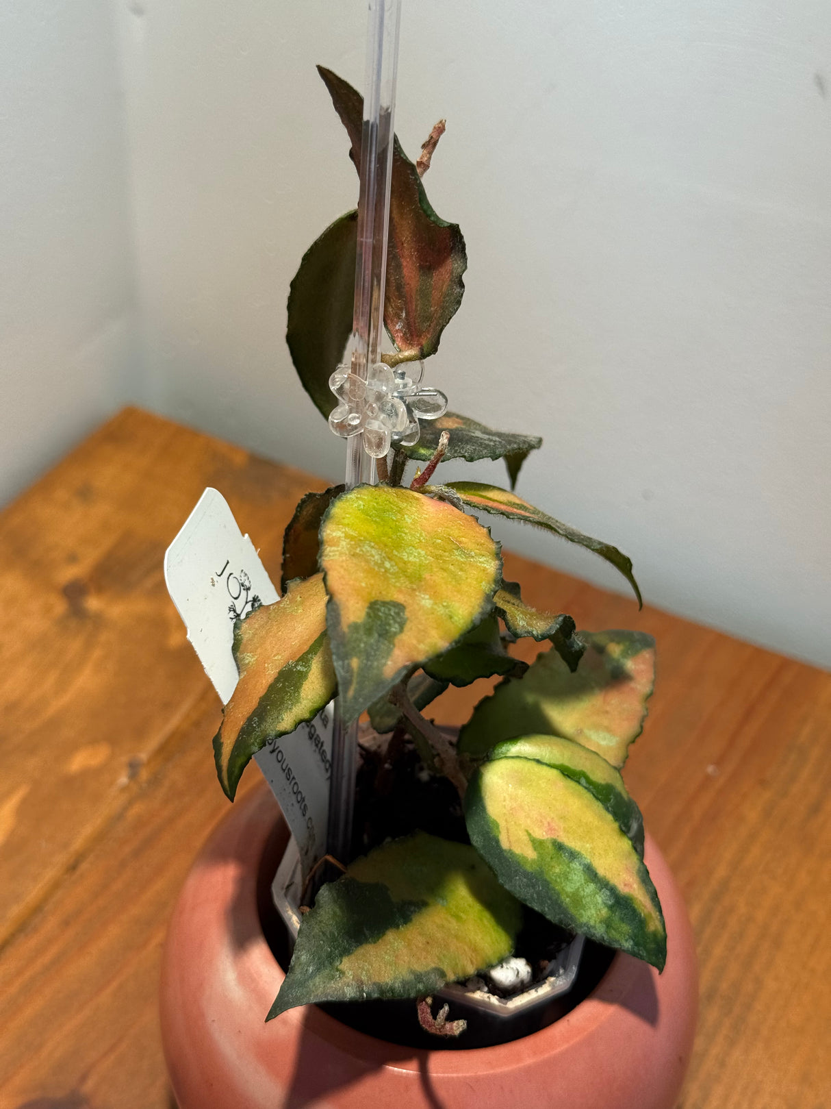 A-174 caudata (variegated)