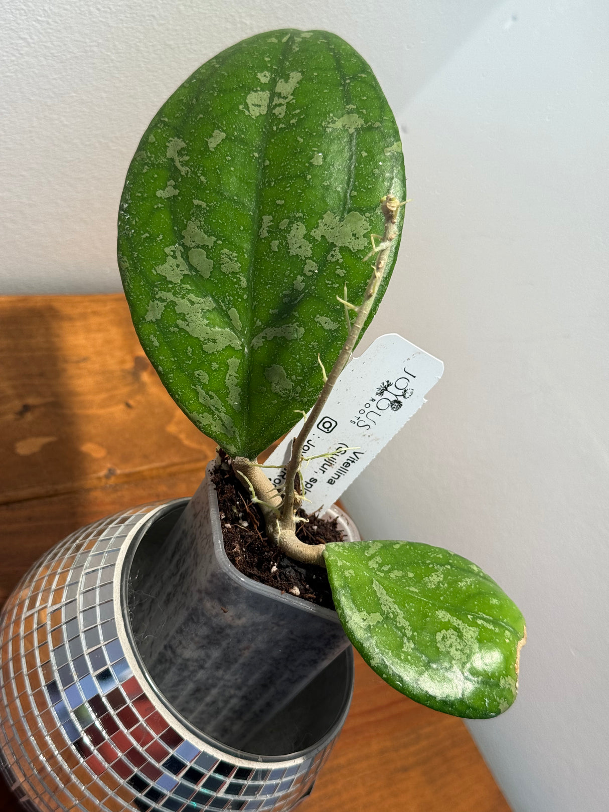 D-033 Vitellina (Suijur, splash)