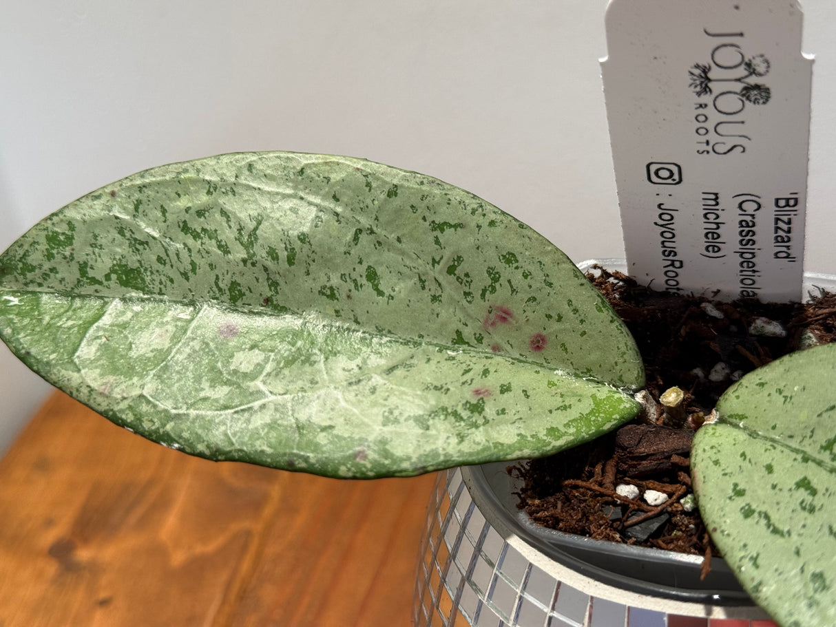 D-044 ‘Blizzard’ (Crassipetiolata x Michele)