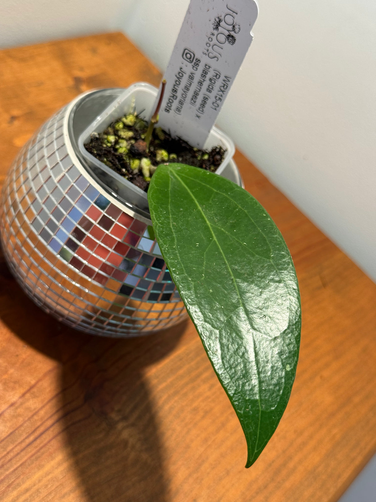 D-056 WRX15–01 (Rigida (seed) X blashernaezii ssp. valmayoriana)