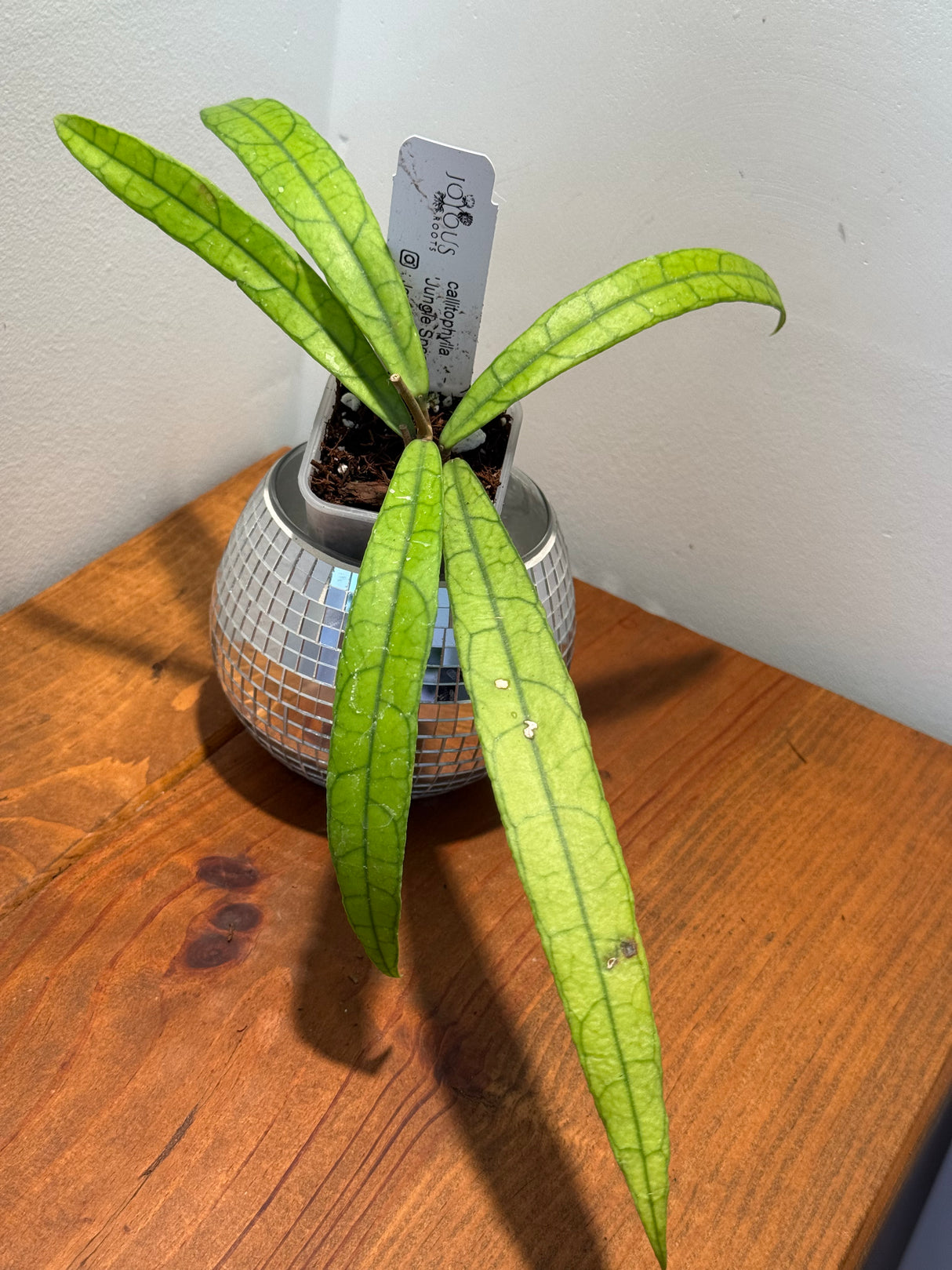 D-054 Callistophylla ‘Jungle Spear’