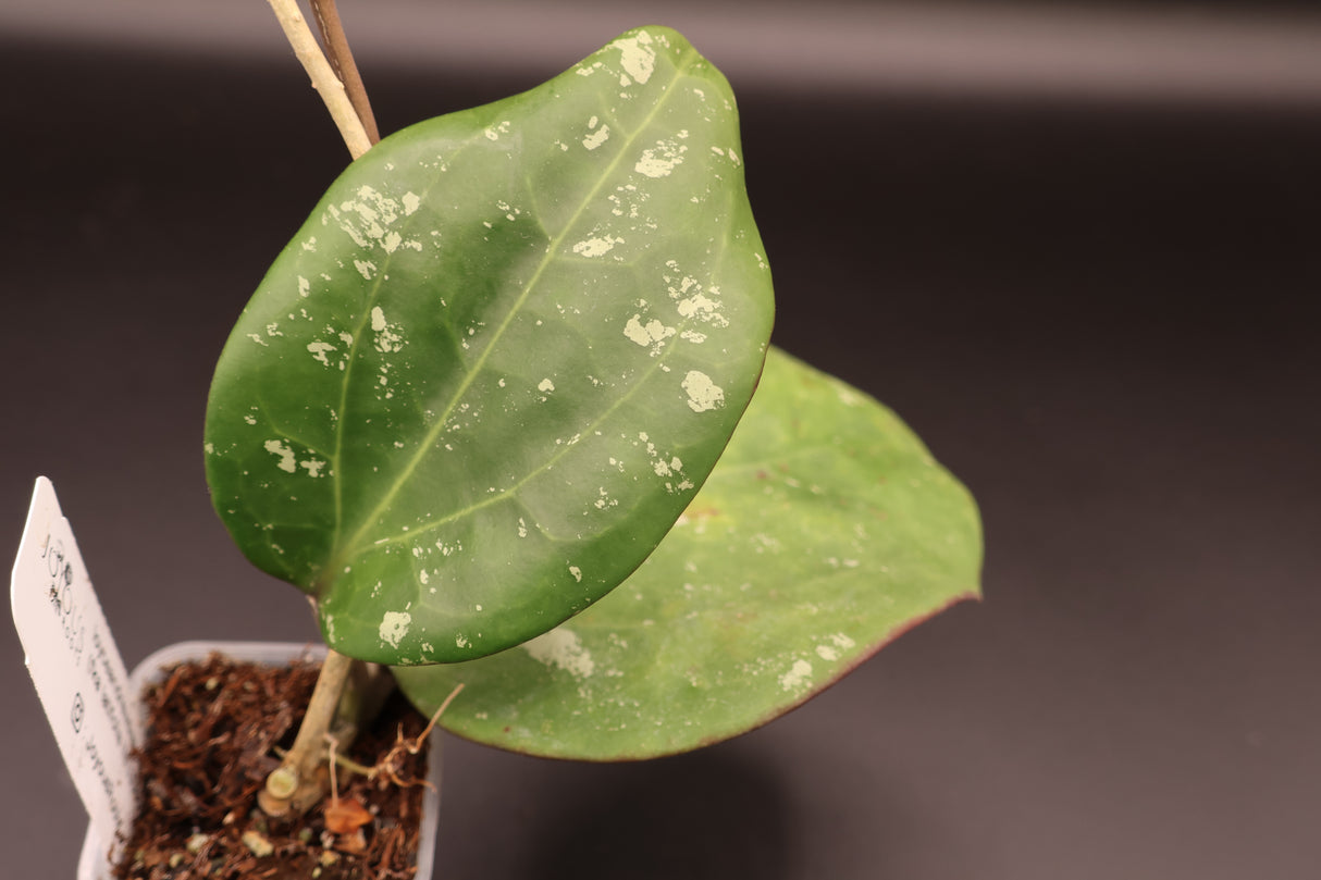 WD-458 loyceandrewsiana (FKA latifolia IML0088)