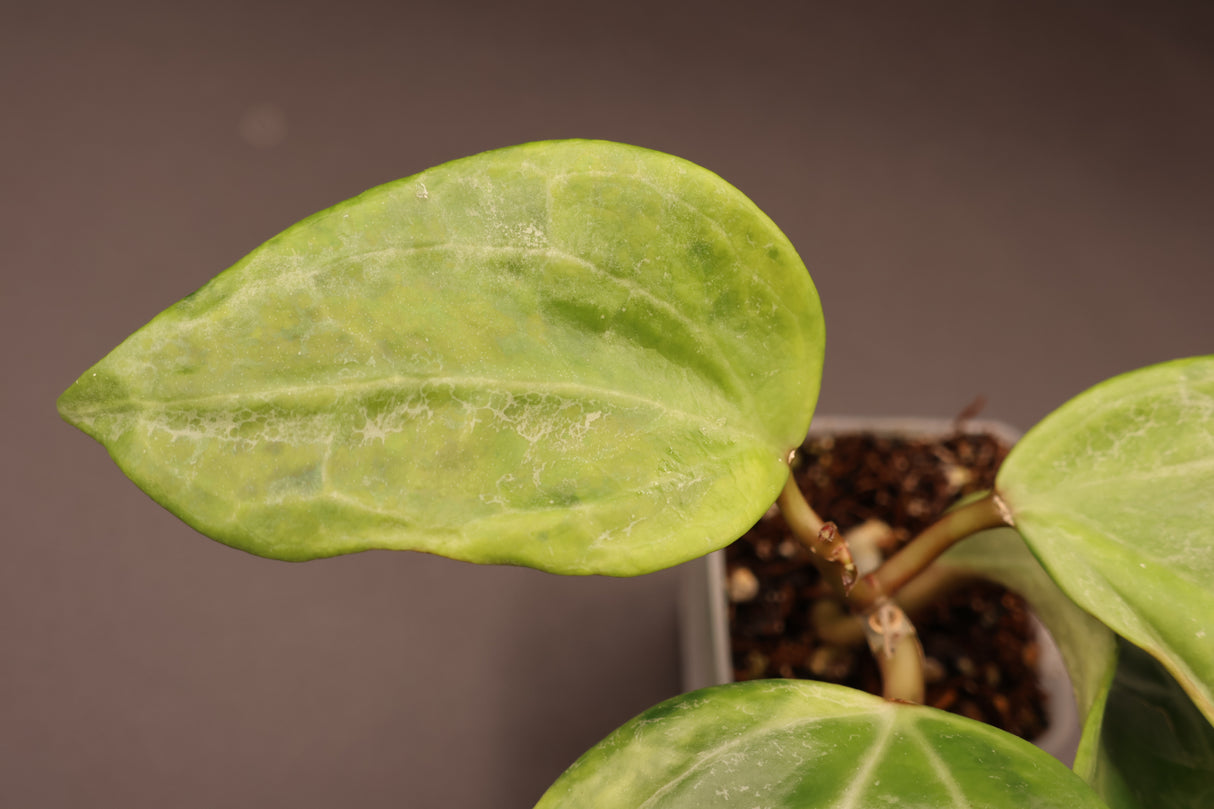 latifolia (variegated, UPT011) - WE-061