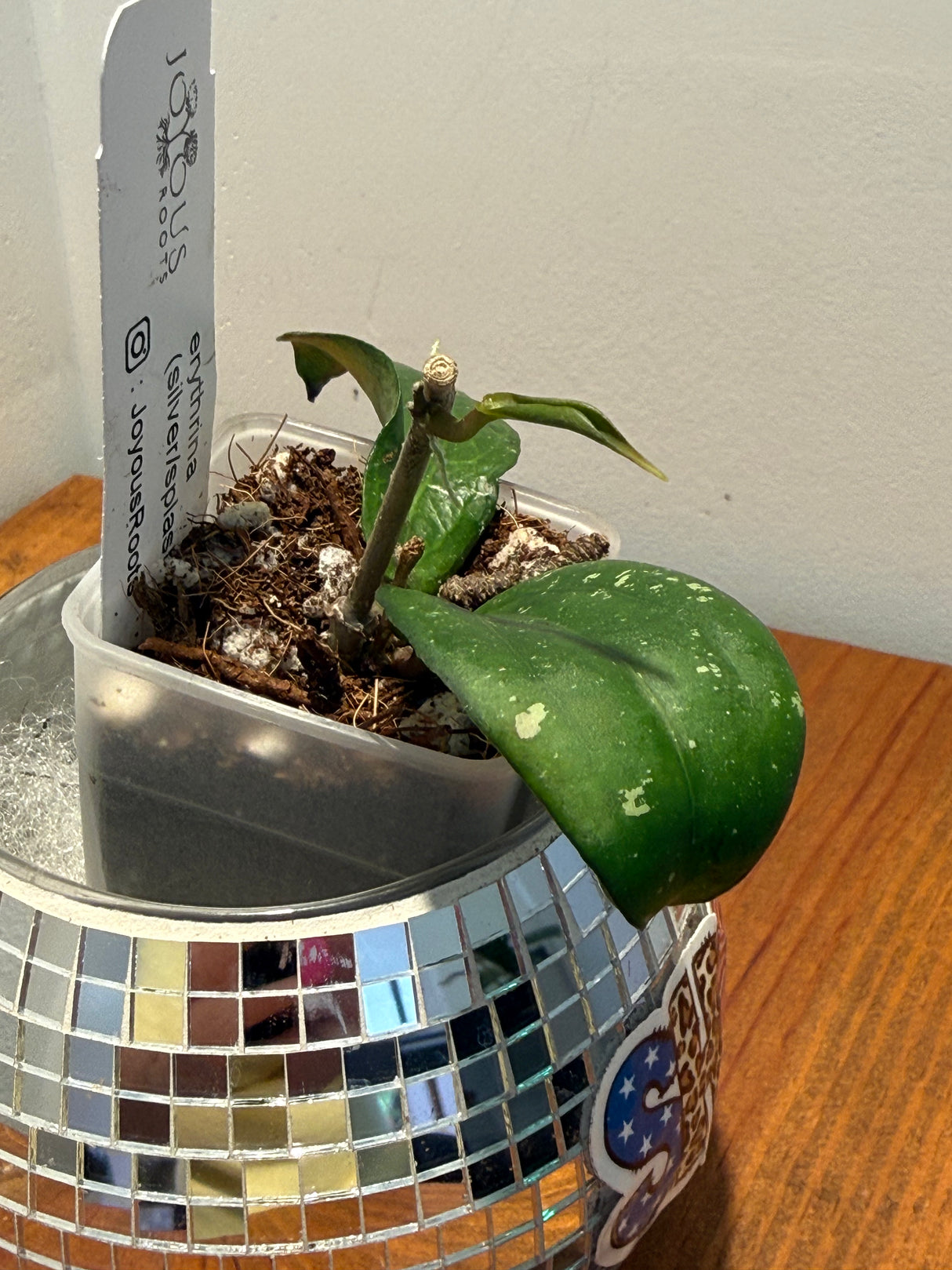 D-184 erythrina (silver/splash)
