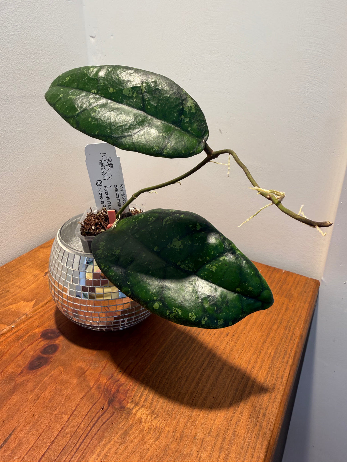 D-183 K11 NAPC-a Callistophylla (Kaliwangu) x Forbesii (Tabalong)