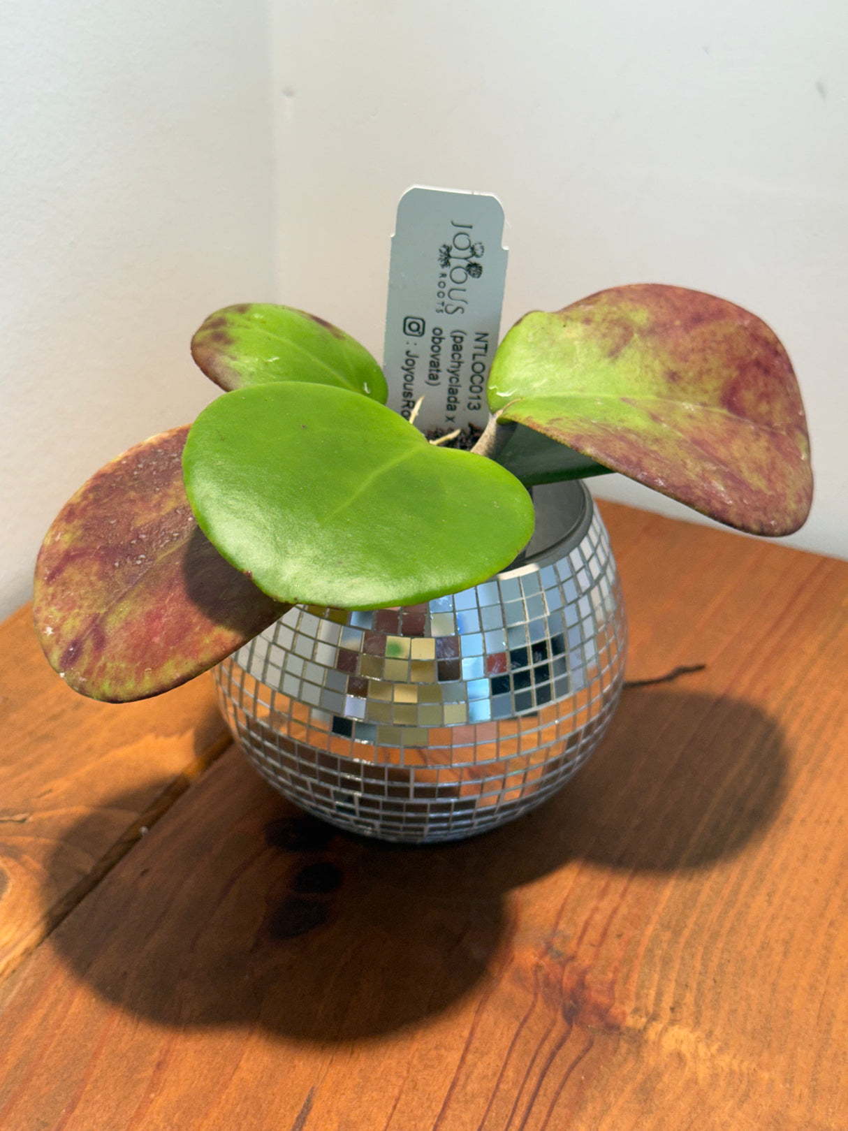 D-181 NTLOC013 (pachyclada x Obovata)