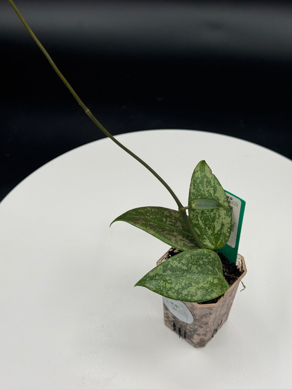 Hoya Wilbergiae Pink Crush (DMW-001-U)