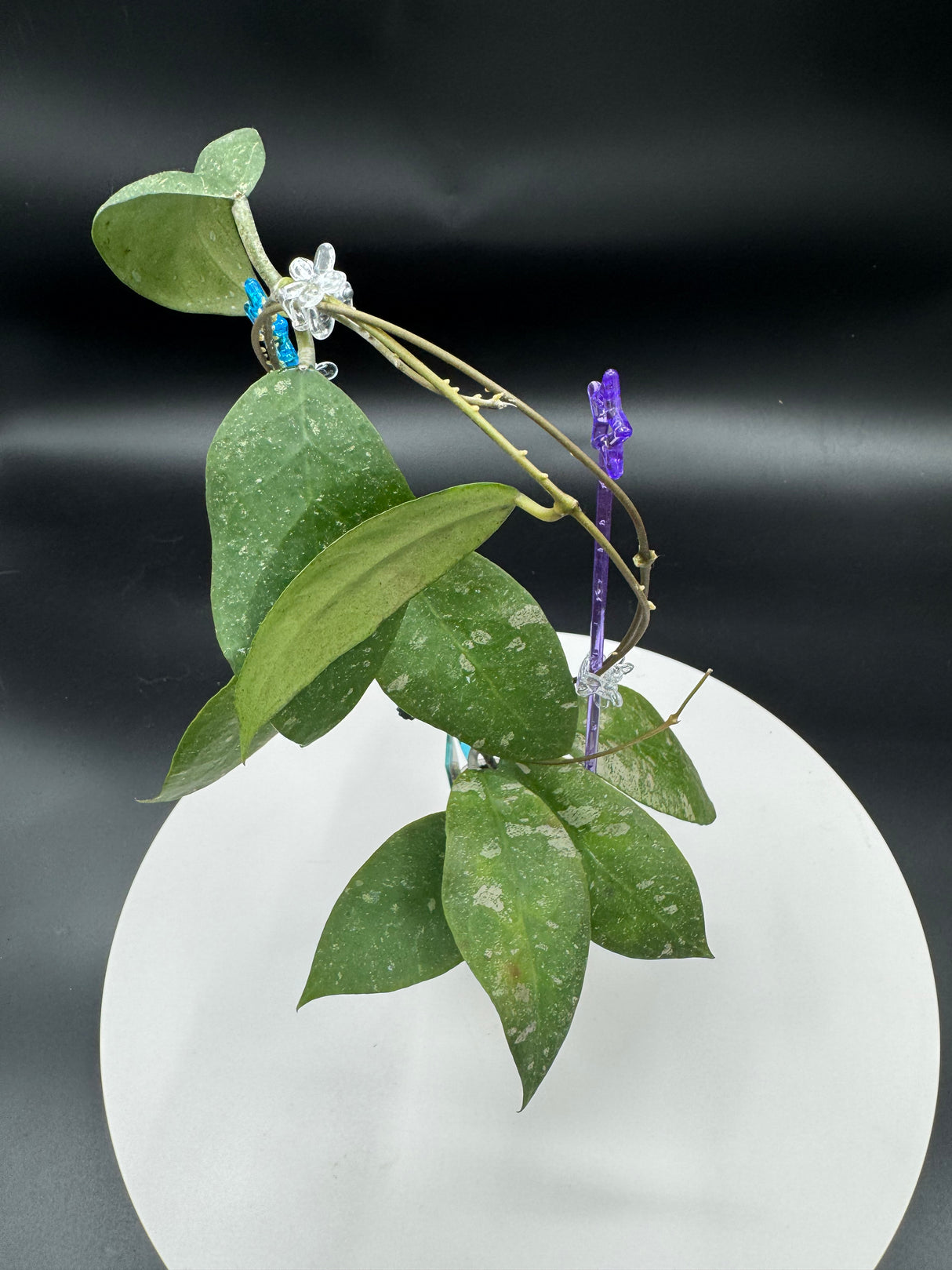 Hoya Uncinata Borneo