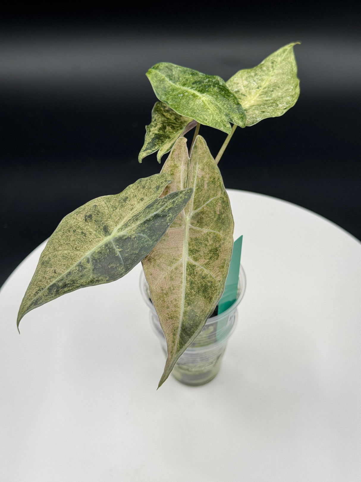 Alocasia Longiloba Black Satun Stardust