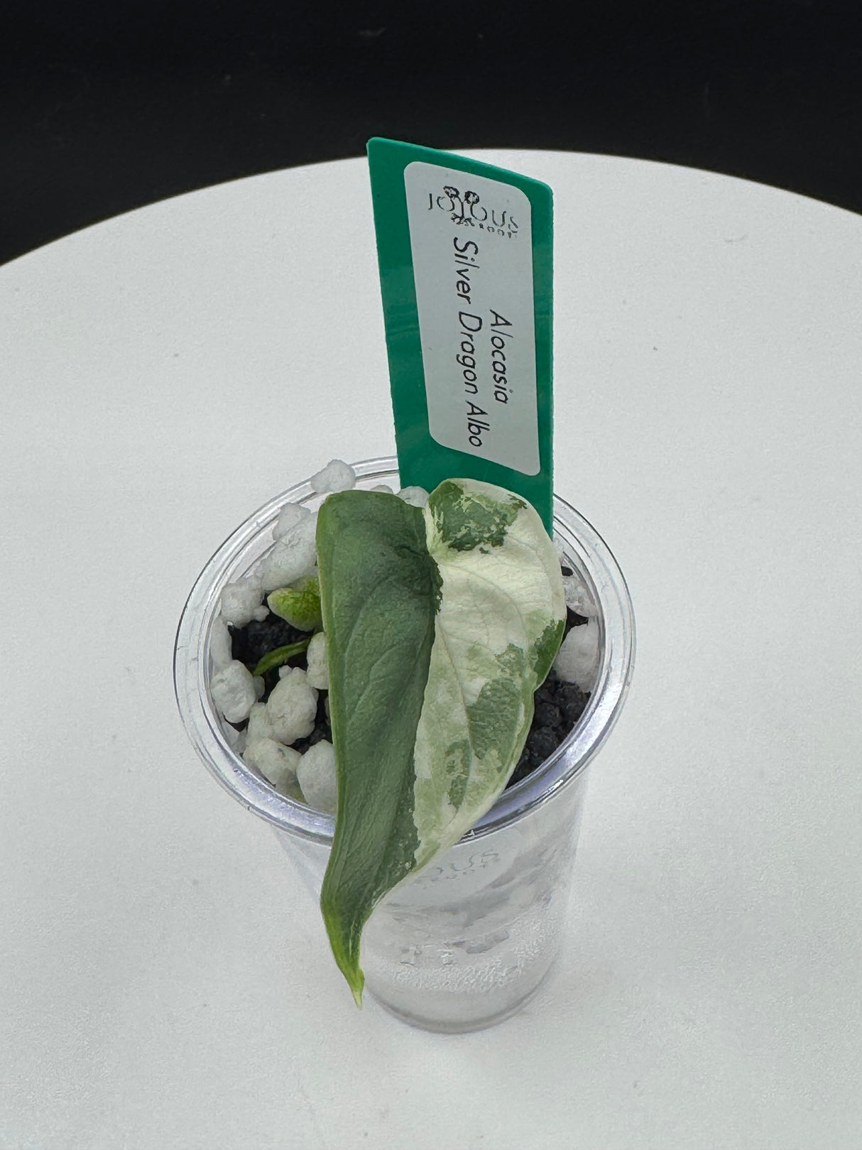 Alocasia Silver Dragon Albo