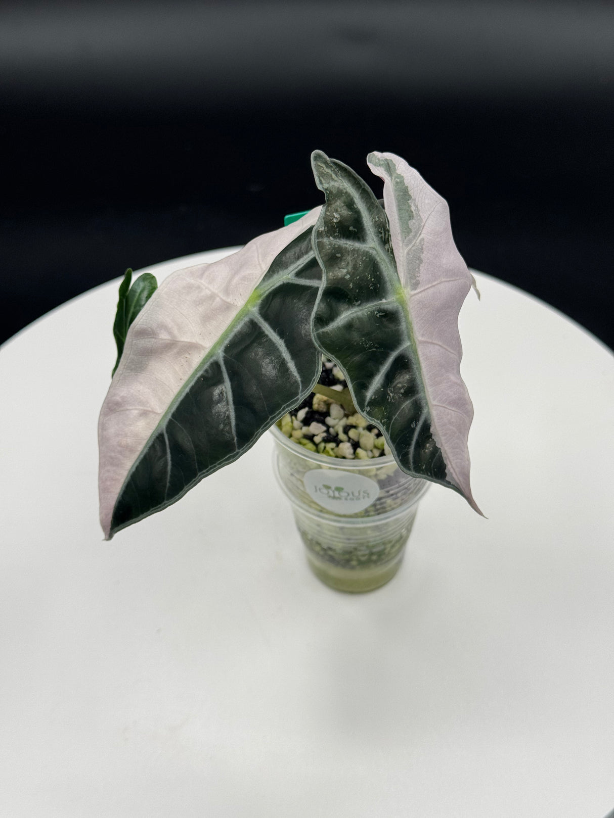 Alocasia Amazonica Pink