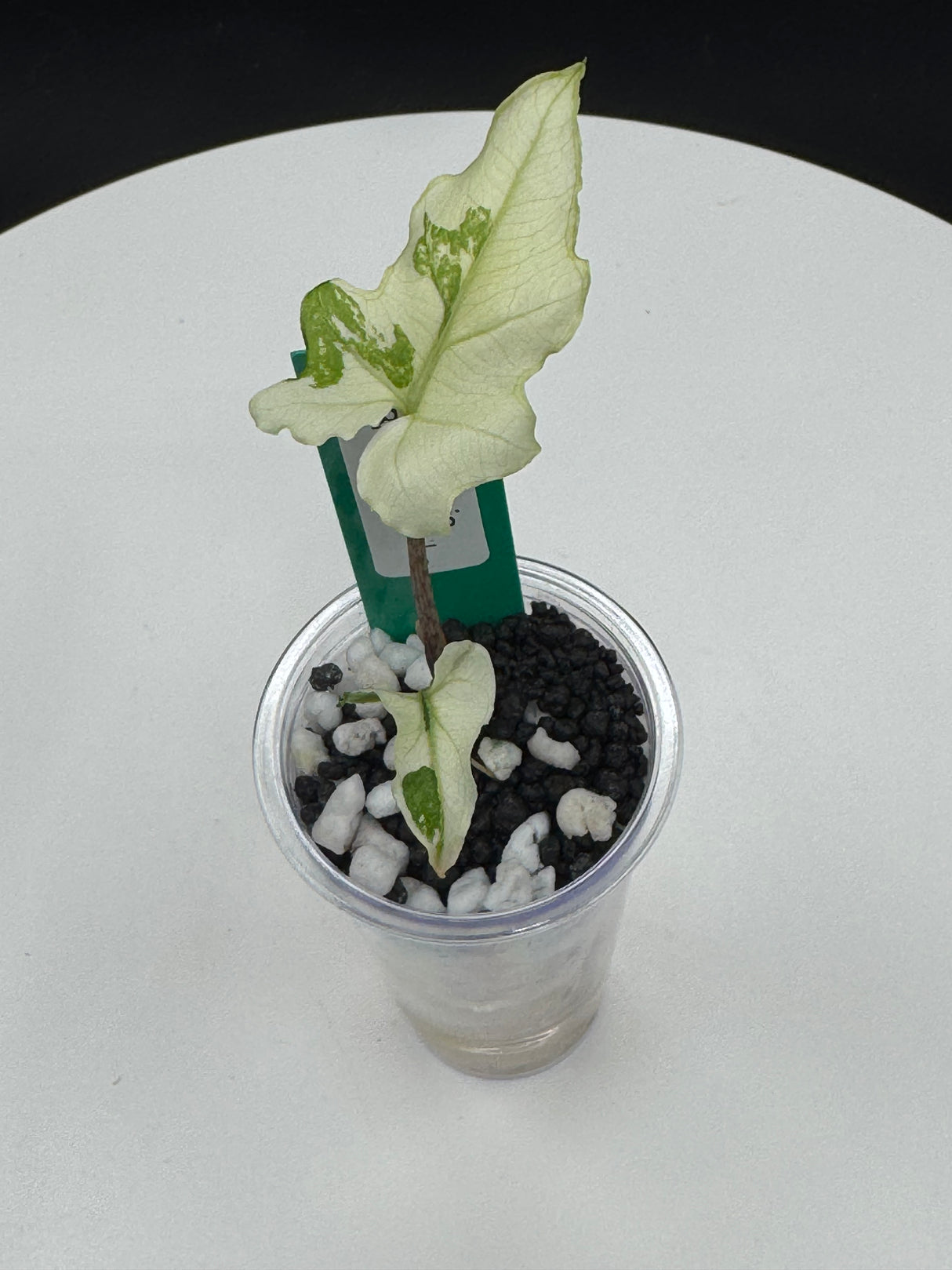 Alocasia Brancifolia Albo