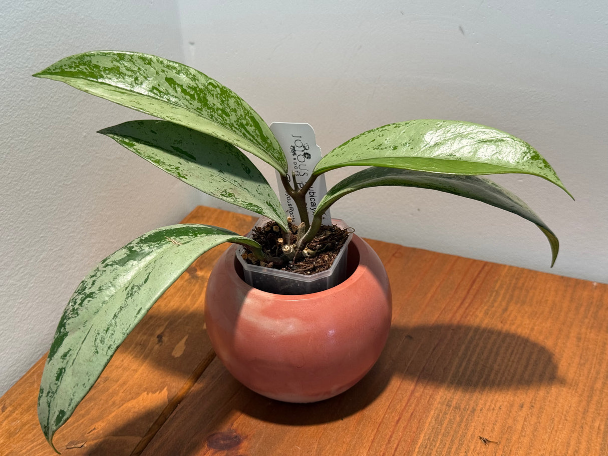 C-413 pubicalyx ‘Pink Silver Ghost’