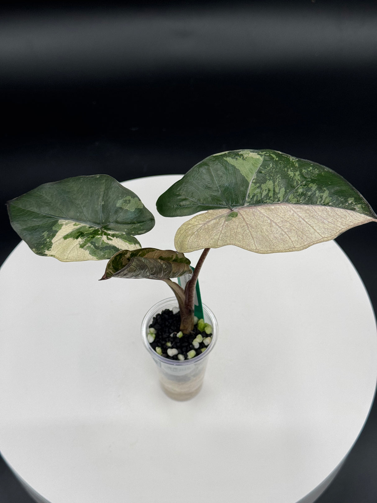 Alocasia Yucatán Princess tricolor