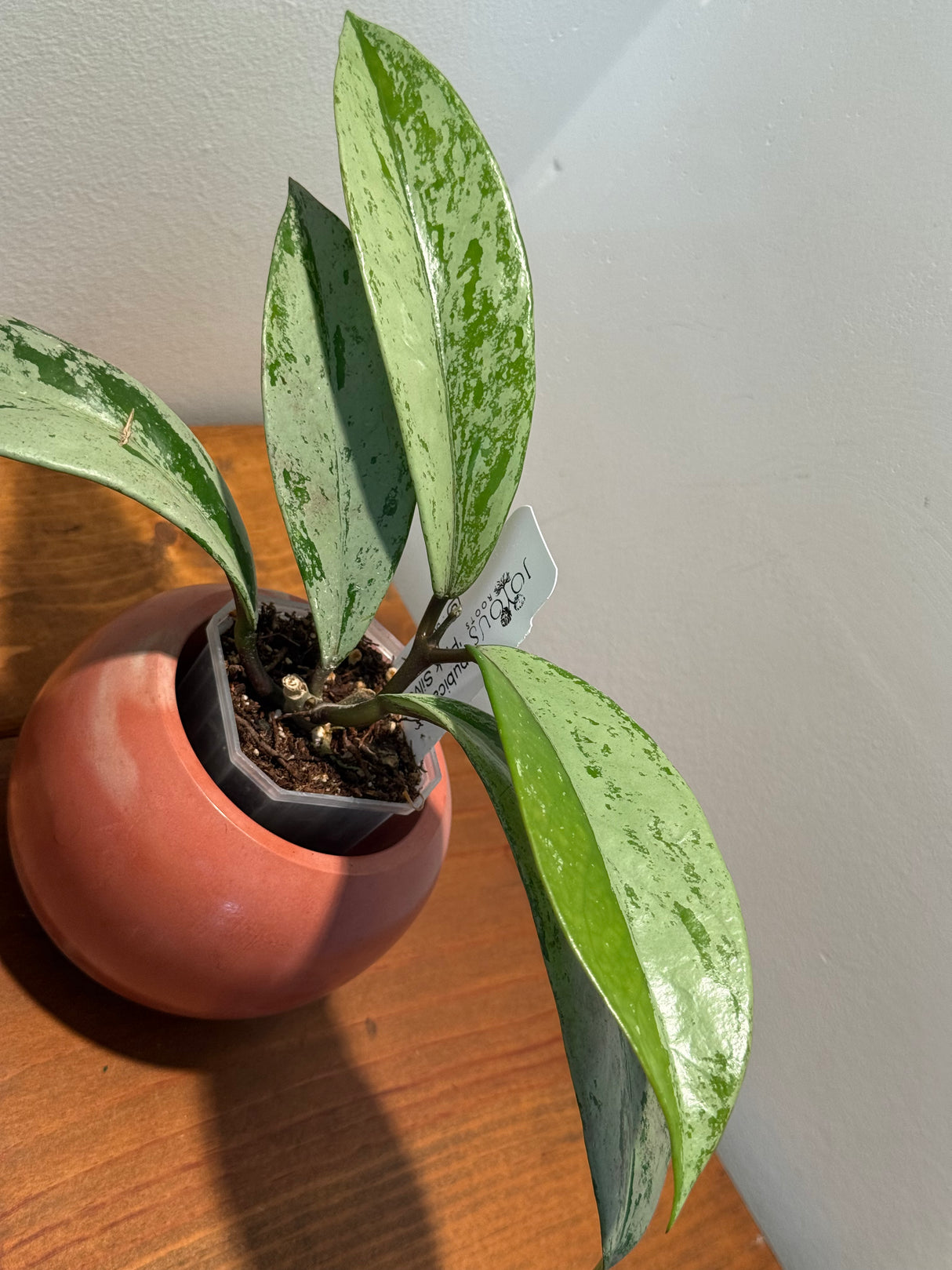 C-413 pubicalyx ‘Pink Silver Ghost’