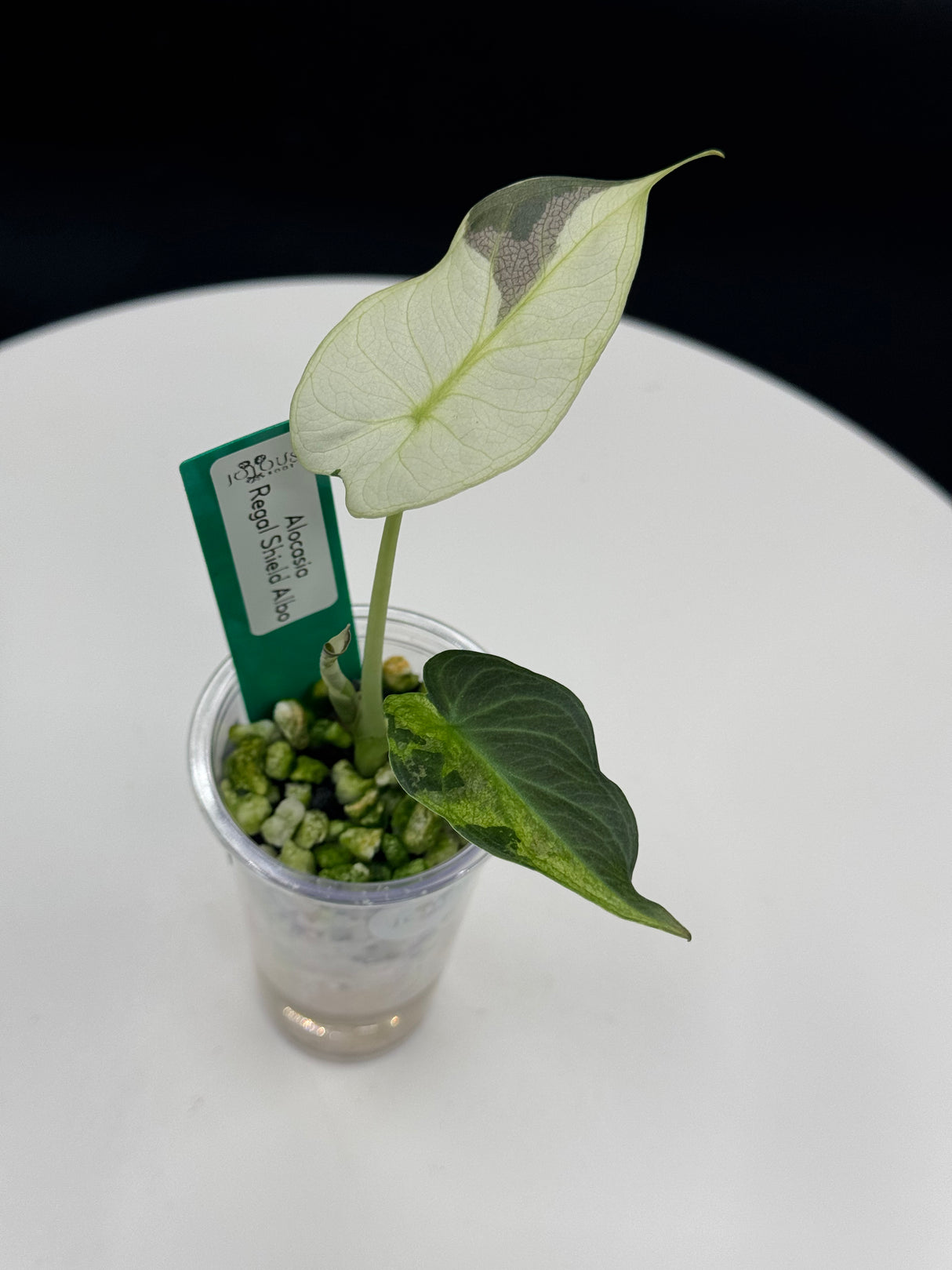 Alocasia Regal Shield Albo