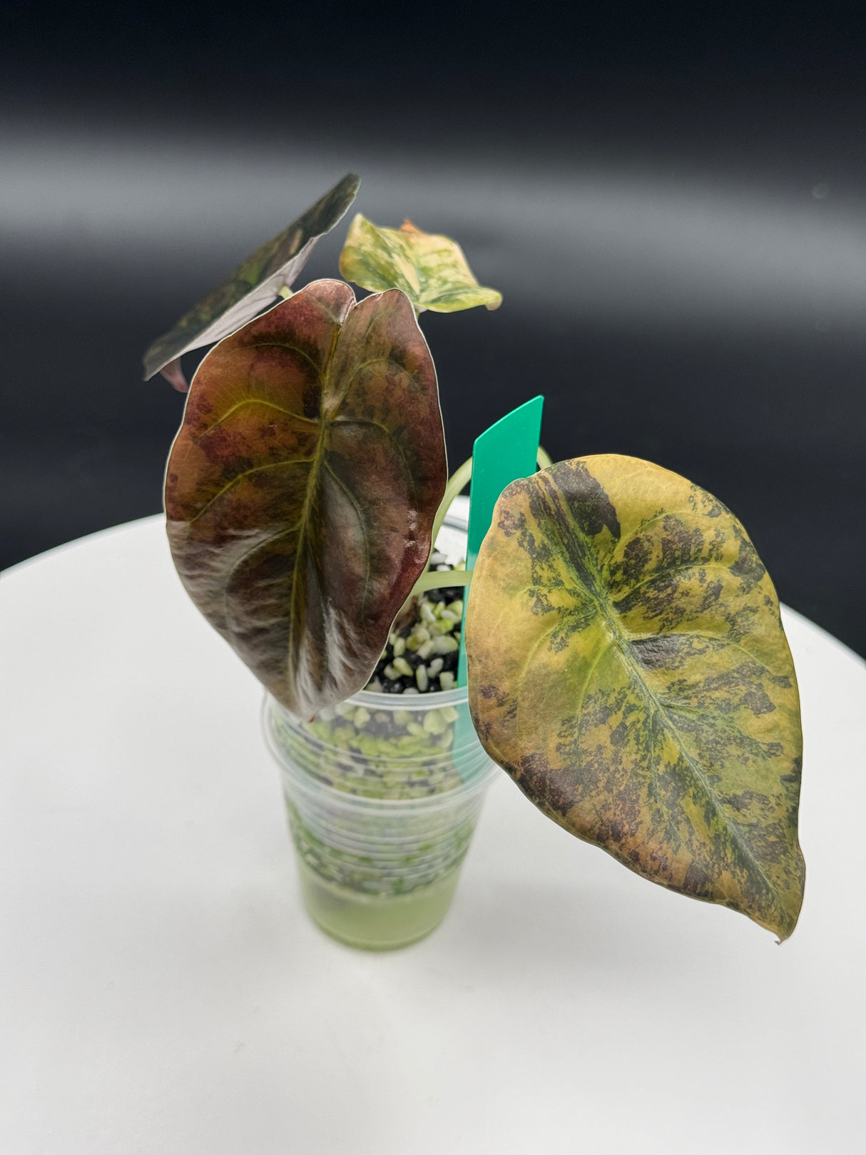 Alocasia cuprea Latte