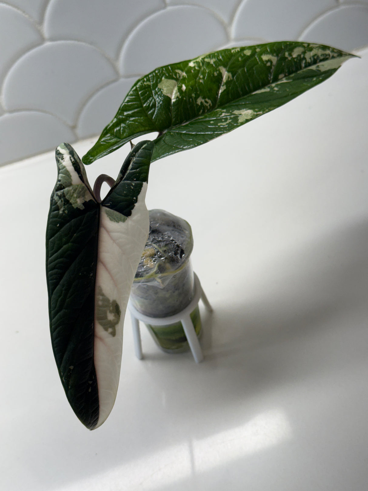 Alocasia Scalprum Albo