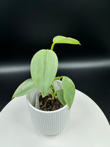 3" Philodendron - Silver Sword (PSS-3)