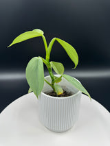 3" Philodendron - Silver Sword (PSS-3)