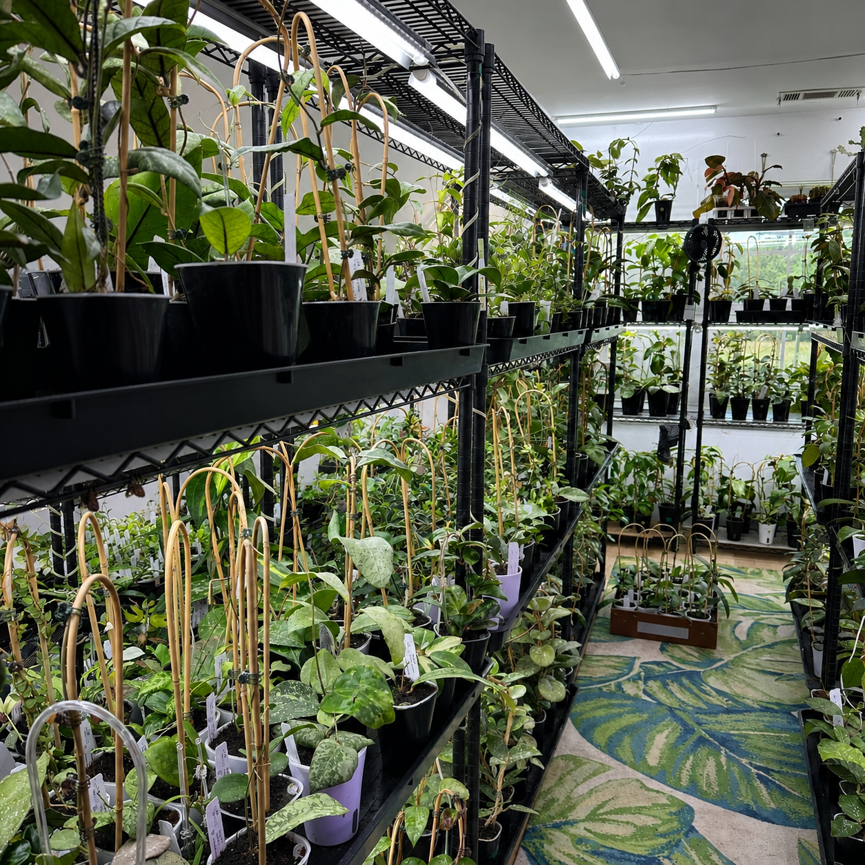 Available Plants